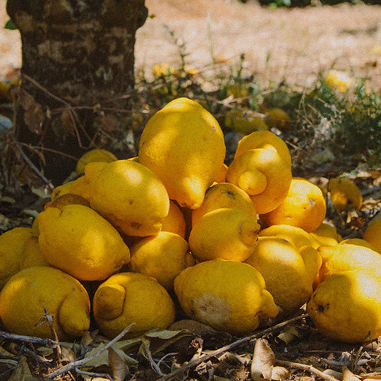 Pile of lemons on the ground with a natural background