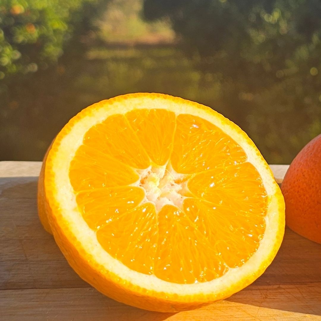 ALGARVE ORANGES SUMMER VARIETY 10 KG + 10% FREE
