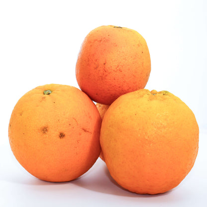 Fresh Summer Juicing Oranges 10 kg