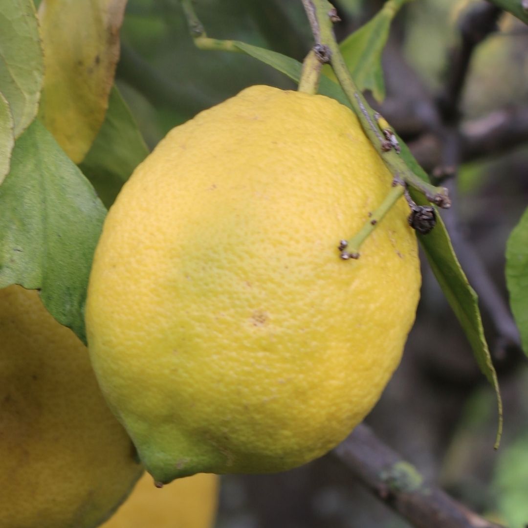 Algarve Lemons 1 kg
