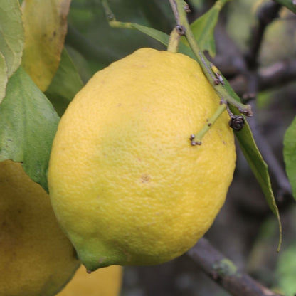 Algarve Lemons 1 kg