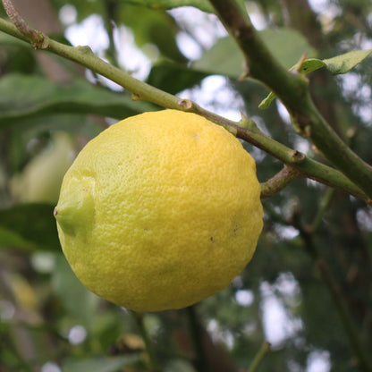 Algarve Lemons 1 kg