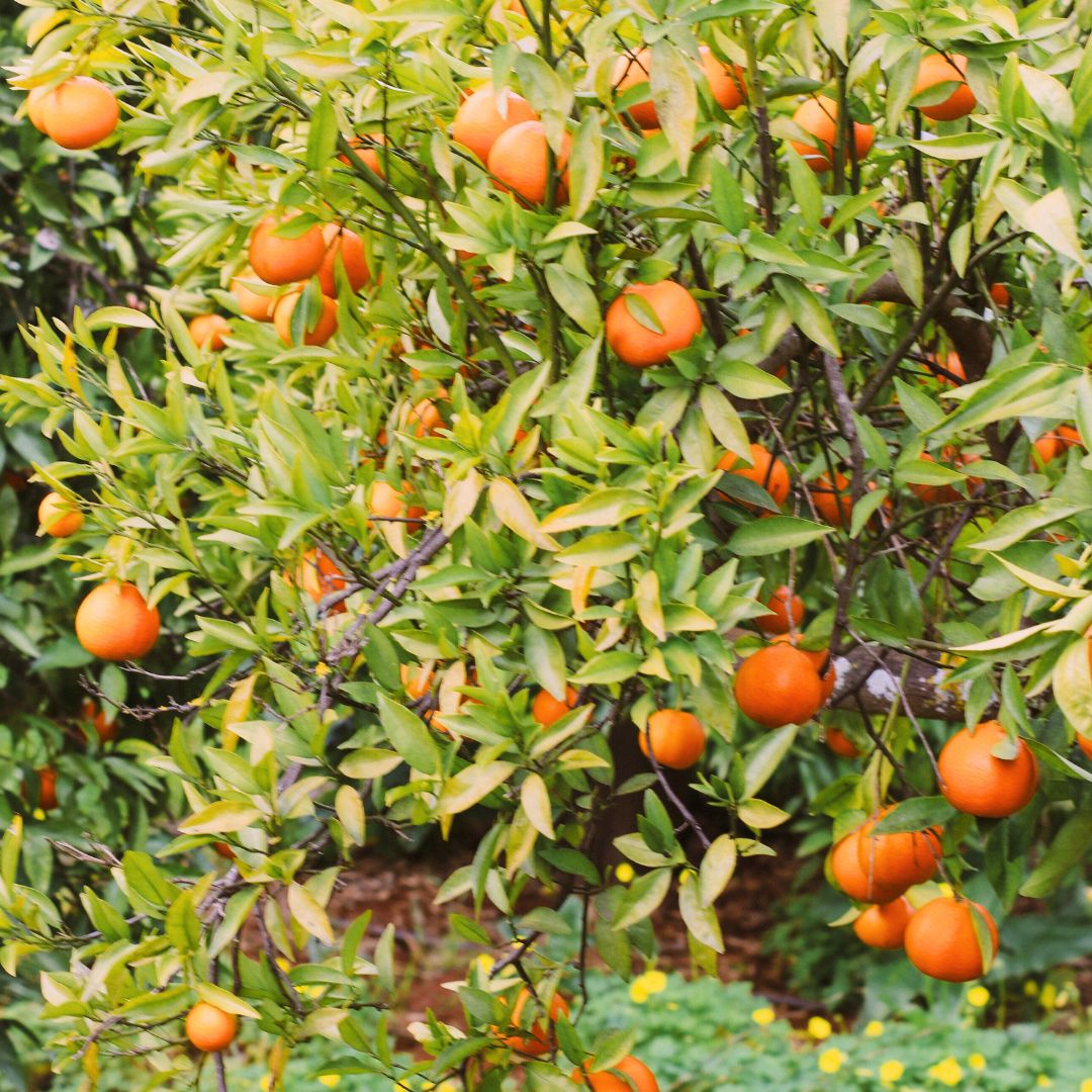 Tangerines hanging from a tree with green leaves